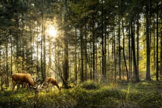 Sun Is Shining In Forest And Roe Deer Are Grazing In Beautiful Forest Wall Mural