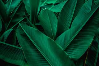 Tropical Banana Leaf Texture In Garden, Abstract Green Leaf, Large Palm Foliage Nature Dark Green Background Wall Mural