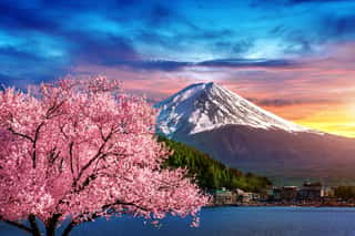 Fuji Mountain And Cherry Blossoms In Spring, Japan   Wall Mural