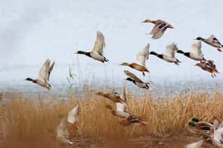 Mallard Duck Flying Over The Lake Wall Mural