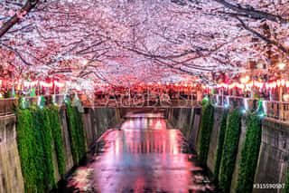 Cherry Blossom Rows Along The Meguro River In Tokyo, Japan Wall Mural