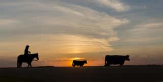 Silhouette Of Cowboy And Cattle Statues At Sunset Wall Mural
