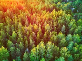 Scenic Top Down View Of Mixed Forest In Finnish Countryside, At Sunset Wall Mural