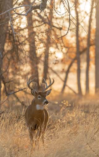 Buck Whitetail Deer In Colorado During The Rut In Autumn   Wall Mural
