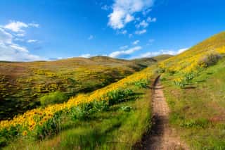 Yellow Wildflowers In The Foothills Above Boise Idaho In Spring Wall Mural