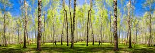 Spring Trees With Young Green Foliage In Deciduous Forest To Look In The Warm Sunny Day  Seasonal Landscape  The Sun\'s Rays Make Their Way Through The Leaves Of Trees  Panoramic Banner  Wall Mural