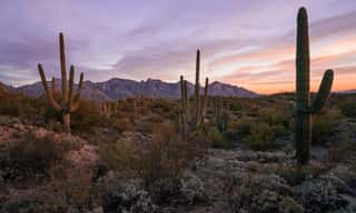 Desert Sunset In Tucson Arizona   Wall Mural