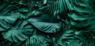 Closeup Nature View Of Green Monstera Leaf And Palms Background  Flat Lay, Dark Nature Concept, Tropical Leaf Wall Mural