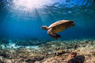 Sea Turtle Glides In Blue Ocean  Turtle Swim Underwater Sea Wall Mural