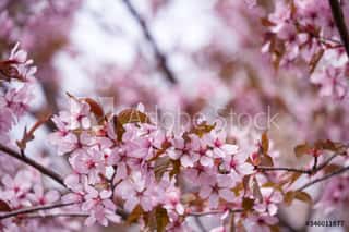 Beautiful And Fresh Spring Background With Blurry Light Pink Cherry Blossom Tree Branches  Wall Mural