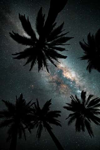 Looking Up At The Milky Way Galaxy Through A Group Of Chilean Palm Trees In Central Chile Wall Mural