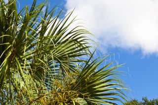Palmetto Palm Leaves Against Blue Sky Wall Mural