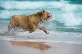 Happy Dog Bulldog Running At The Sea Wall Mural