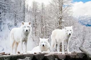 Arctic Wolves  White Wolf In Winter Forest Wall Mural