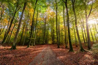 Sunbeam In The Autumn Forest At Sunrise, Poland Wall Mural