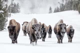 American Bison Family Group In Winter Wall Mural