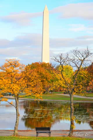 Washington D C  In Autumn Foliage - A View From Constitution Garden In The Fall - Washington D C  United States Of America Wall Mural