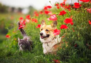 Dog Corgi And Striped Cats Sit In A Sunny Summer Garden In A Bed Of Red Flowers Poppies Wall Mural