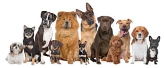 Group Of Twelve Dogs Wall Mural