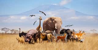 Group Of Many African Animals Giraffe, Lion, Elephant, Monkey And Others Stand Together In With Kilimanjaro Mountain On Background Wall Mural