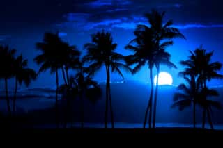 Tropical Palm Trees Silhouette Moon Light Wall Mural