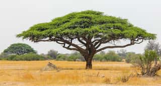 Acacia Tree In Zimbabwe - The Symbol Of Africa Wall Mural
