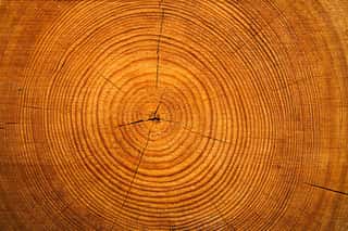 Texture Of A Cut Tree With Annual Rings  Wall Mural