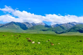Nalati Grassland Natural Scenery In Xinjiang,China   Wall Mural