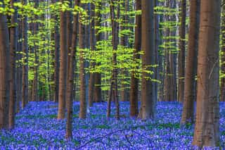 Europe, Belgium  Hallerbos Forest With Blooming Bluebells  Wall Mural
