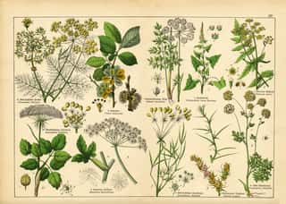 Sheet Of Antique Botanical Lithography Wall Mural