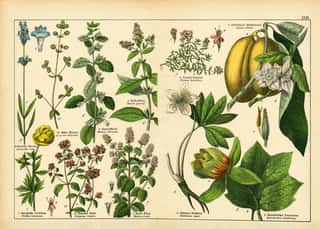 Sheet Of Antique Botanical Lithography green plants Wall Mural