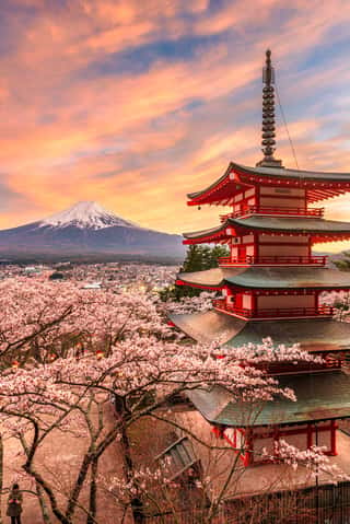 Mt  Fuji And Peace Pagoda In Spring Season Wall Mural