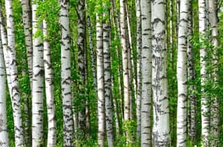 Trees In The Birch Wood Wall Mural