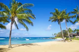 Palm Trees On The Sandy Beach In Hawaii   Wall Mural