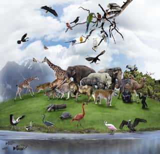 A Collage Of Wild Animals And Birds Wall Mural
