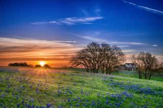Texas Bluebonnet Wildflower Spring Field At Sunrise Wall Mural