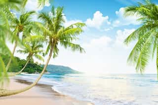 Beach With Palm Trees Wall Mural