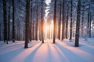 Sunset In The Wood In Winter Period Wall Mural