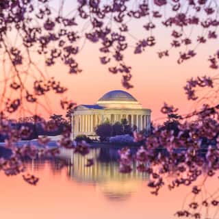 The Jefferson Memorial During The Cherry Blossom Festival Wall Mural