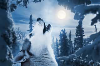 Howling To The Moon Wall Mural