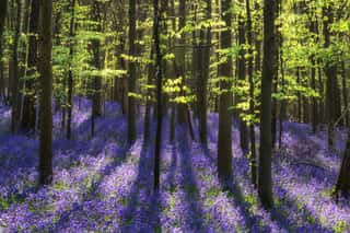 Beautiful Morning In Spring Bluebell Forest With Sun Beams Throu Wall Mural
