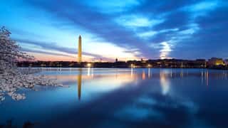 Washington Monument At Night With Cherry Blossom Wall Mural