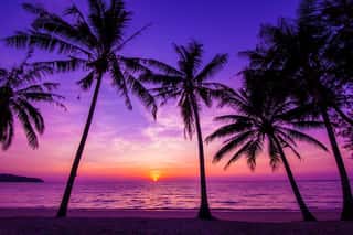 Palm Trees Silhouette At Sunset Wall Mural
