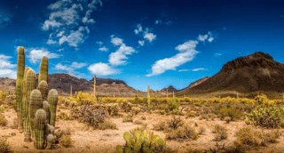 *CLEARANCE* Arizona Desert Landscape - Wall Mural