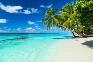 Coco Palms On Tropical Paradise Beach With Blue Water And Blue Sky Wall Mural