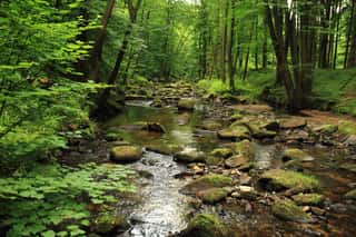 River In The Spring Forest    Wall Mural