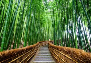 Path To Bamboo Forest, Arashiyama, Kyoto, Japan Wall Mural