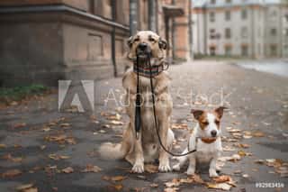 Mixed Breed Dog  And Jack Russell Terrier Walking In Autumn Park Wall Mural