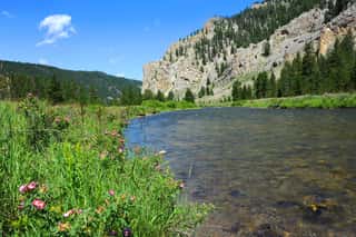 Scenery Is Enhanced By Lone Fly Fisherman Fishing The Gallatin River In Gallatin Valley, Montana   Forefront Has Pink Wildflowers And Expanse Of River  Wall Mural