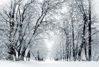 Winter Scenery, Snowstorm In Park Wall Mural